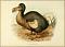 dodo974