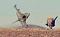 themorel